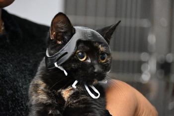 Noggin the Cat A tortoiseshell kitten wears a 3D printed black helmet