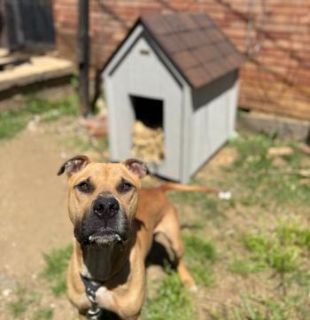 A brown dog stands in front of a dog house. A brown dog stands in front of a dog house.